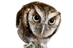 WordWiseOwl1 resized